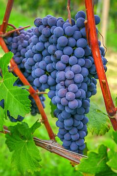 Blue Nebbiolo grape clusters in the vineyard