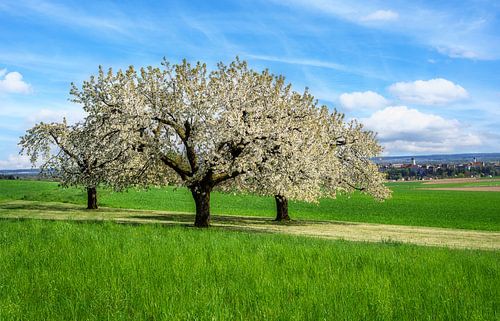 Landschap met een bloeiende kersenboom