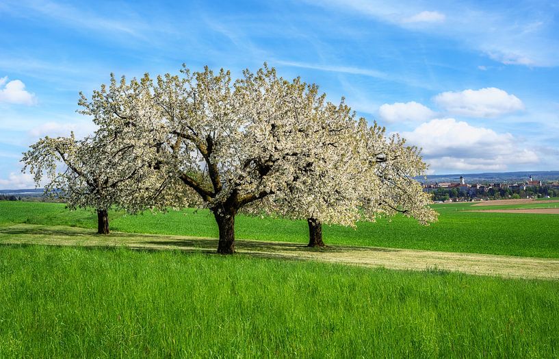Landschap met een bloeiende kersenboom van ManfredFotos