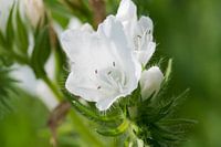 Echium vulgare oder Schlangenkraut