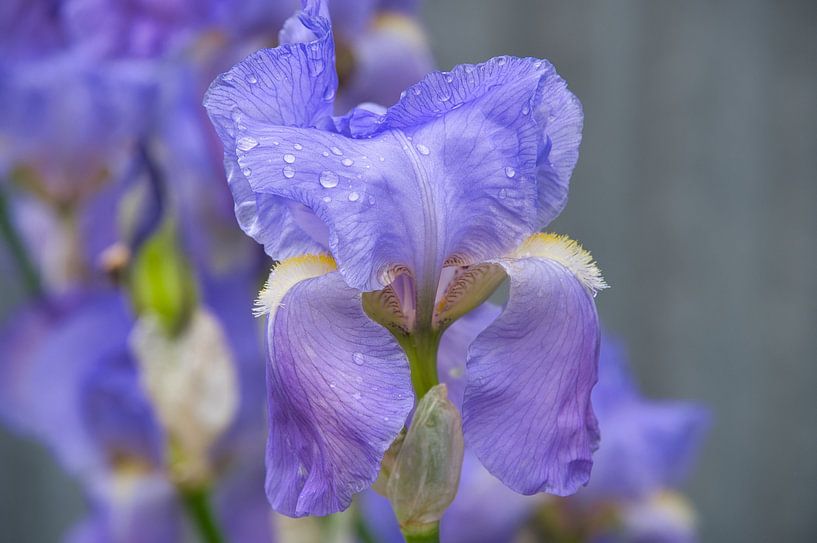 Lily in the south of France by Tanja Voigt