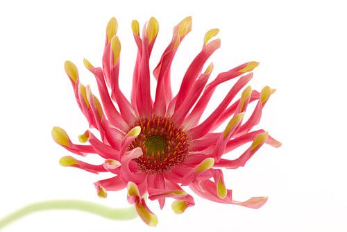 Gerbera pastini venezia