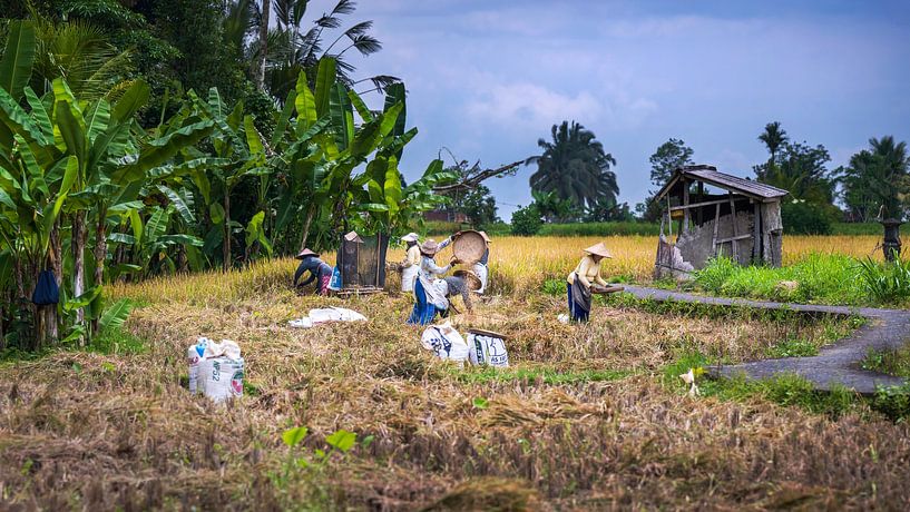 Récolte du riz par Anouschka Hendriks
