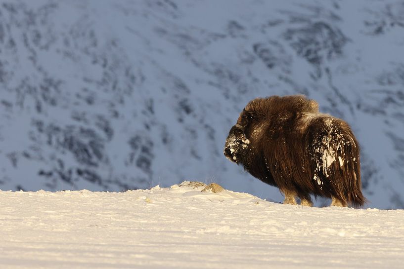 muskusos bij het eerste ochtendlicht in de winter in het nationaal park Dovrefjell-Sunndalsfjella No van Frank Fichtmüller