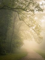 Mist in het park