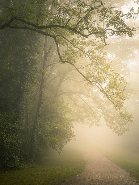 Brouillard dans le parc par Mojca Osojnik
