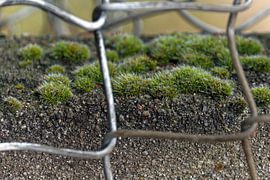 Moos auf Beton von Borg Enders