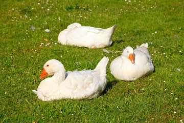 Weisse Gänse auf einer Wiese sitzend, Deutschland