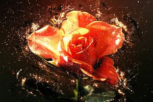 Summer rose in love sur Dagmar Marina