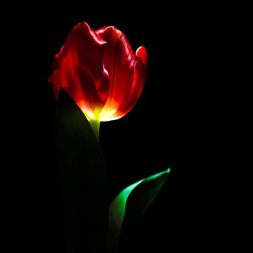 La tulipe avec style sur Simone Karis