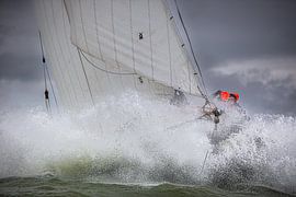 Lemsteraak in action by Jasper van Staveren