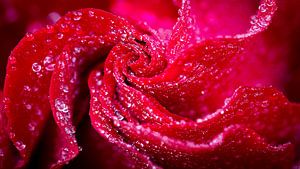 Close up of a Rose by Marco de Lee