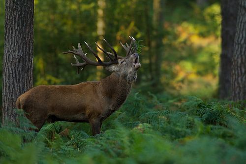 Bronstig Edelhert in boslandschap met varens