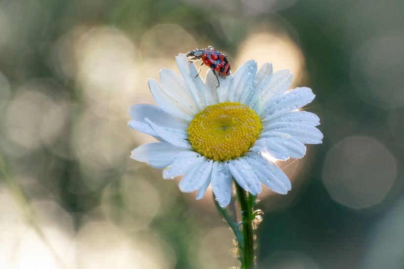 Lieveheersbeestje op een margriet #2 van Edwin Mooijaart