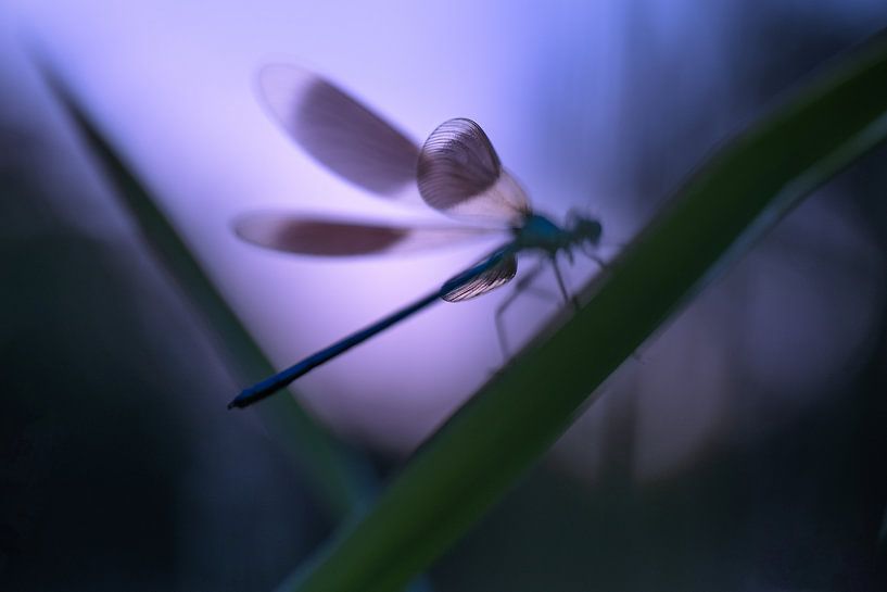 Meadow damselfly in silhouette by Moetwil en van Dijk - Fotografie