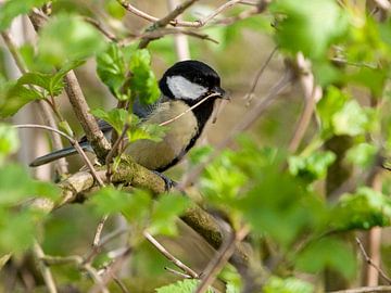 Grande Mésange sur Loek Lobel