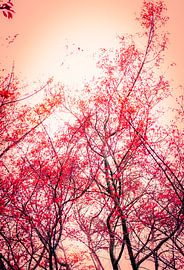 Terra Blaze Terra Blaze – Rote Baumkronen vor warmem Terrarosa-Himmel