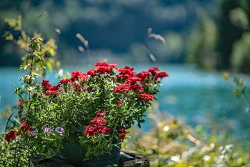 Bloemenpracht aan de Walchensee van Thomas Riess