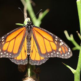 Monarchfalter von Matthias Brix