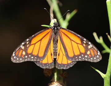 Monarch butterfly by Matthias Brix