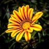 Gelbe Blume von Rob van der Teen