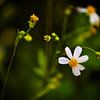 Die schlichte Schönheit von „'“ – eine Feldblume von Frank Photos