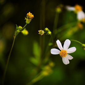 Die schlichte Schönheit von „'“ – eine Feldblume von Frank Photos