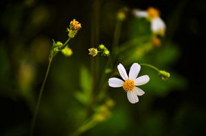 Die schlichte Schönheit von „'“ – eine Feldblume