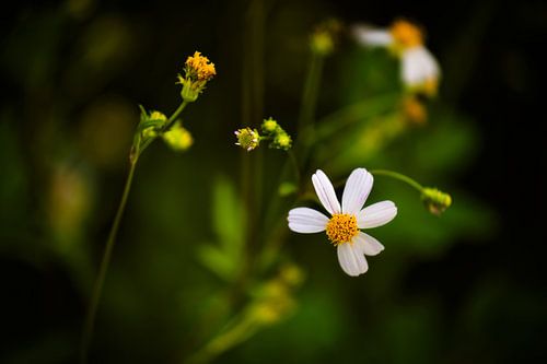 Simple Beauty by': a wild daisy