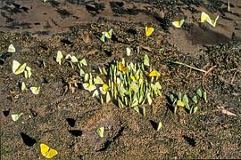 Schmeterlinge von Stefan Havadi-Nagy