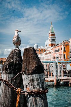 Zeemeeuw in Venetië van Rafaela_muc