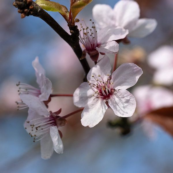 Shine by Gerda Hoogerwerf