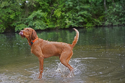 Waterspelletjes aan het meer met een bruine Magyar Vizsla draadhaar.