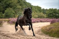 Im vollen Galopp durch die Moore