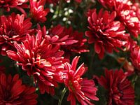  Chrysanthèmes rouges dans un jardin d'été (Ede, Pays-Bas)