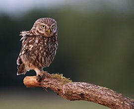 Little Owl by Hans van Leen