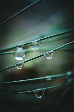 Gouttes de pluie dans l'herbe sur Jan Eltink