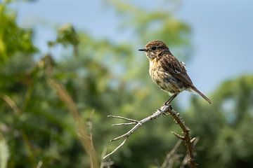 Roodborsttapuit vrouwtje van SchumacherFotografie