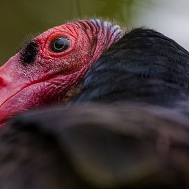 Op de uitkijk sur Anne Dijkhoff