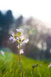 Pinsterbloem badend in het zonlicht by Stan Loo