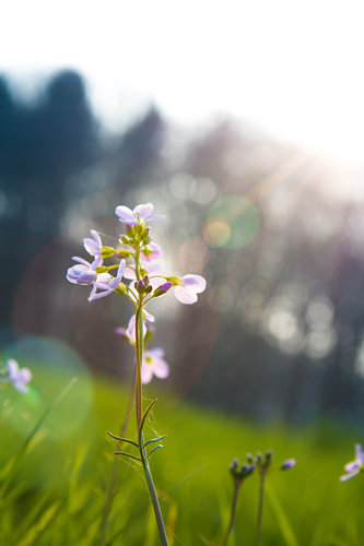 Pinsterbloem badend in het zonlicht