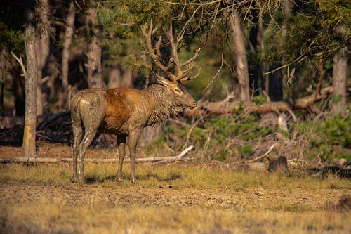 Edelhert bok op de Hoge Veluwe, in bronsttijd