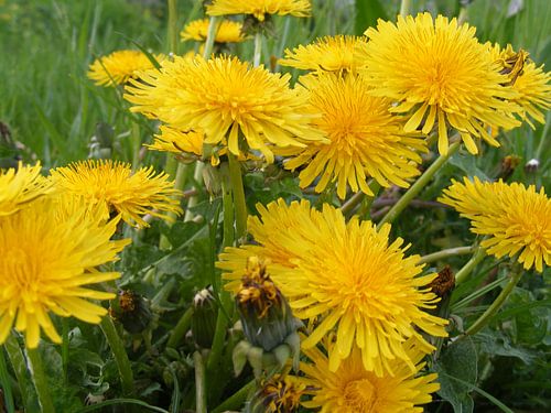 bloeiende paardenbloemen