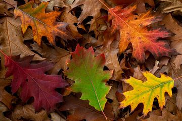 Autumn leaves red oak various colors