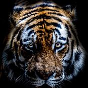 shane mccoy Profilfoto