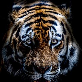 shane mccoy Profilfoto