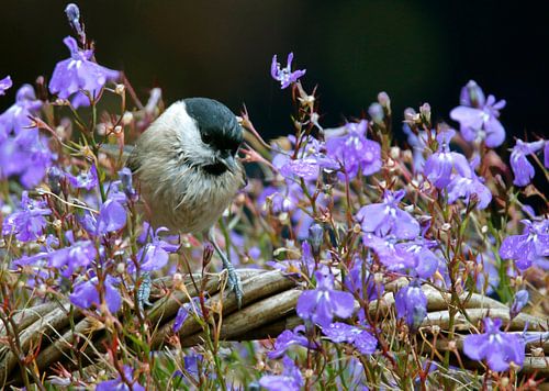 Glanskop tussen paarse bloemetjes
