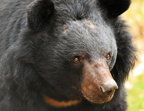 De beer is in aantocht!