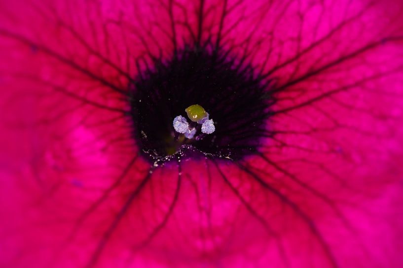 Petunia by Bo Valentino