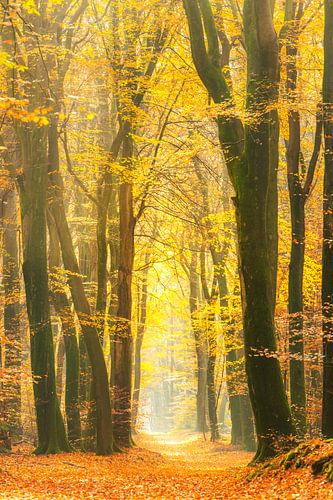 Pad door een goudkleurig herfstbos tijdens een mooie zonnige herfstdag